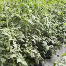 新品西红柿马上上市，大量供应
