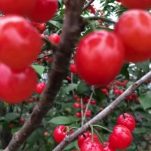 樱桃苗木、短柄樱桃苗、黑珍珠樱桃苗、红妃樱桃苗、各种规格发