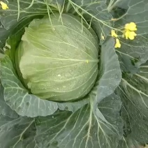 银雪翠菲