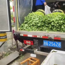 (荐)浙江杭州萧山区益农镇三围村芹菜，香芹各规格大量上市