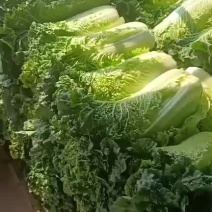 山地竹筒白菜物美价廉耐运输一手货源欢迎联系