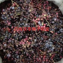 中药材种子，白肉粉质土茯苓种子