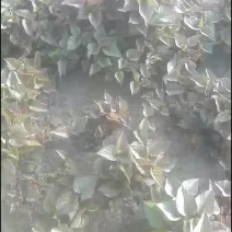 北方辽宁鞍山红薯苗基地直销