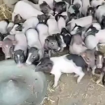 巴马香猪，出售中，要的联系