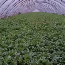 精品茼蒿