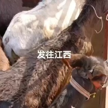 毛驴有需要的联系我