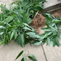 黄精苗