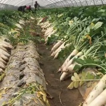 春雷萝卜百亩基地大棚萝卜大量上市