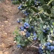 蓝莓