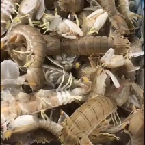 活皮皮虾死皮皮虾