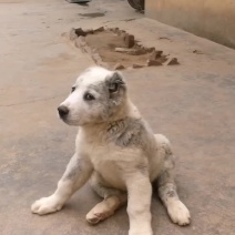 出售纯种中亚牧羊犬，牧羊犬幼犬，牧羊犬价格多少钱一个