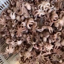 小迷你八爪鱼一斤50左右