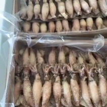 全籽小海兔一盒35只