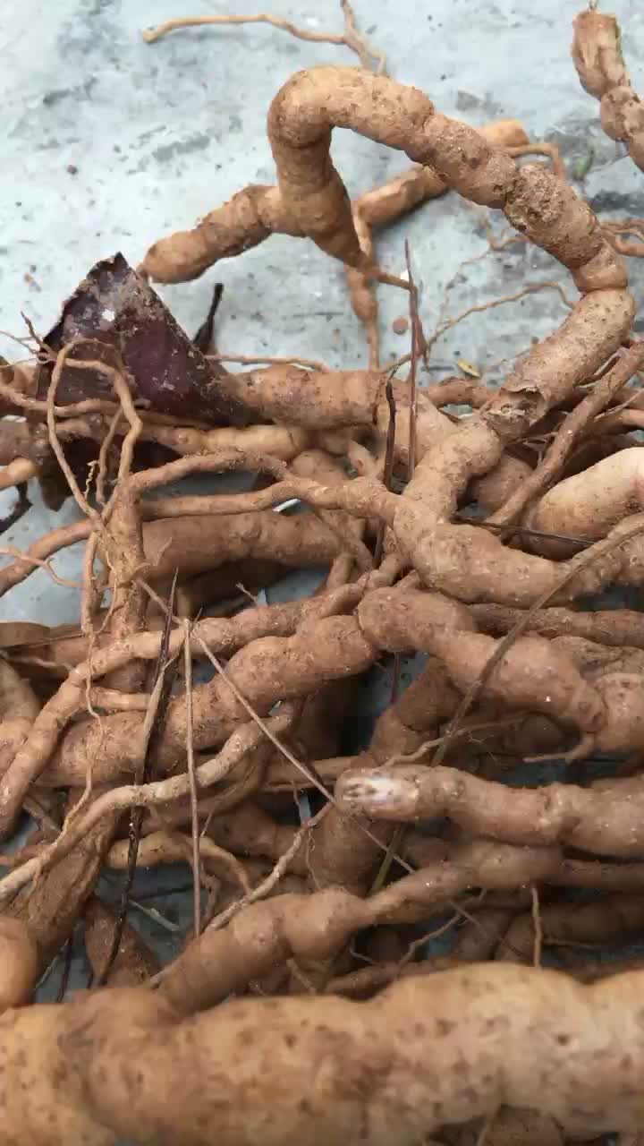 标头特大巴戟天老货价格12