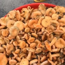 丛树菌