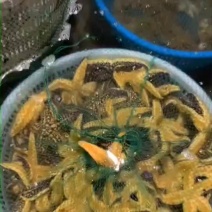 海五星