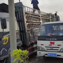 5公分杨树苗无病虫害根系发达，苗子高5米