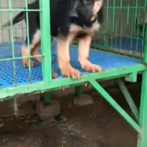 德牧
