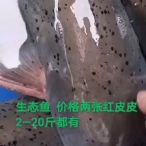 zhi麻鱼自然生长的zhi马鱼