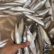 小白条