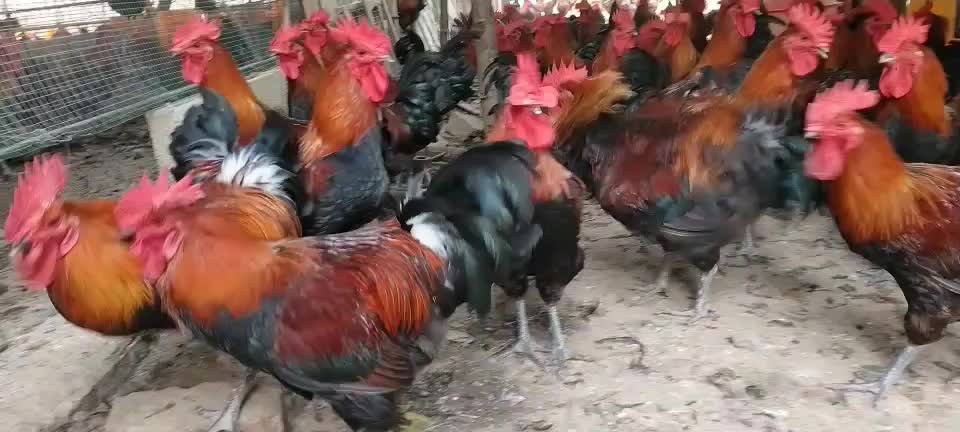 瑶鸡黑瑶鸡公母120天以上