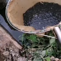 鱼粒