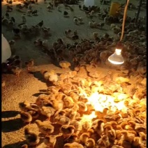 脱温鸡苗