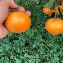 优质茂谷柑