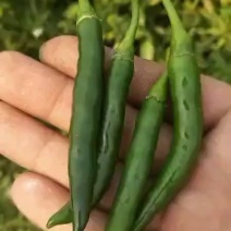 青米椒