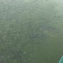 草鱼苗，长江草鱼苗