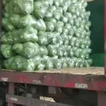精品甘蓝，量大质优！河北邯郸永年，无公害蔬菜基地欢迎您！