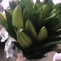 百合鲜切花