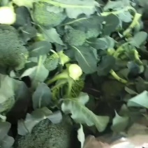 大量供应优质西蓝花，一条龙服务