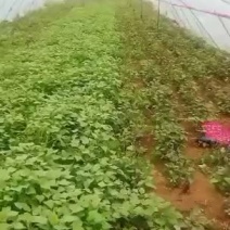 优质红薯苗，品种齐全，基地直供