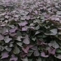 红薯苗