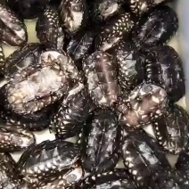 斑点龟，1两到3两，鱼缸观赏深水龟，健康全品！！