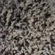 猪苓专营