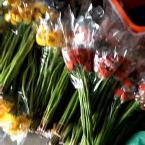 非洲菊，尤加利