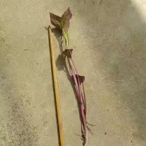红薯苗