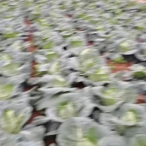 甘蓝牛心菜