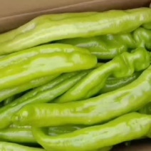 精品尖椒大量出货，需要联系