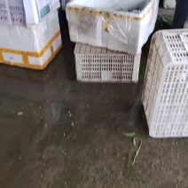 空心菜，红苋菜