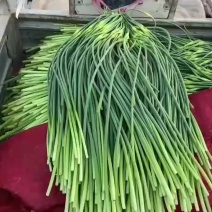 蒜薹通货50~60cm四季现货，质量保证