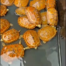 皖南小青