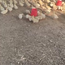 大三花鹅，大量出售，