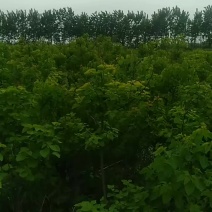 乌桕树苗