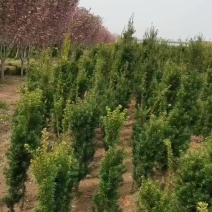 红豆杉基地