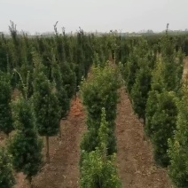 红豆杉基地