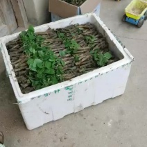 葛根苗