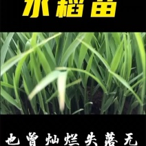 定单水稻苗水稻商品苗稻谷苗旱改水水稻秧苗